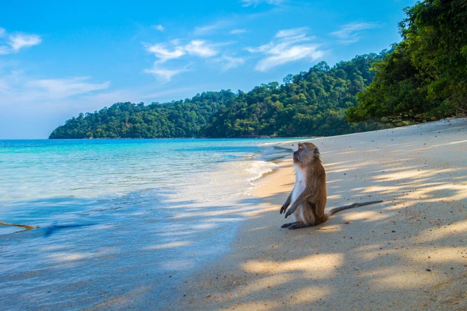 A monkey sitting on the beach