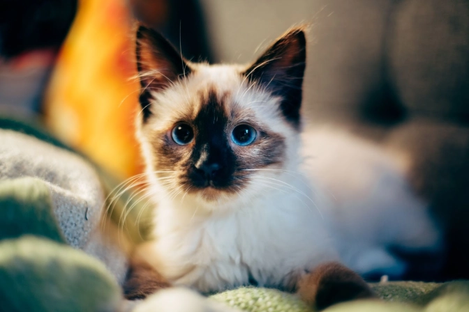 Blue-eye Siamese cat