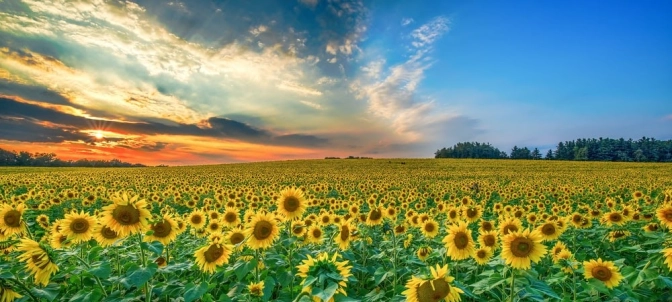 A field of sunflower crops with half light blue sky and half orange sunset sky&nbsp;