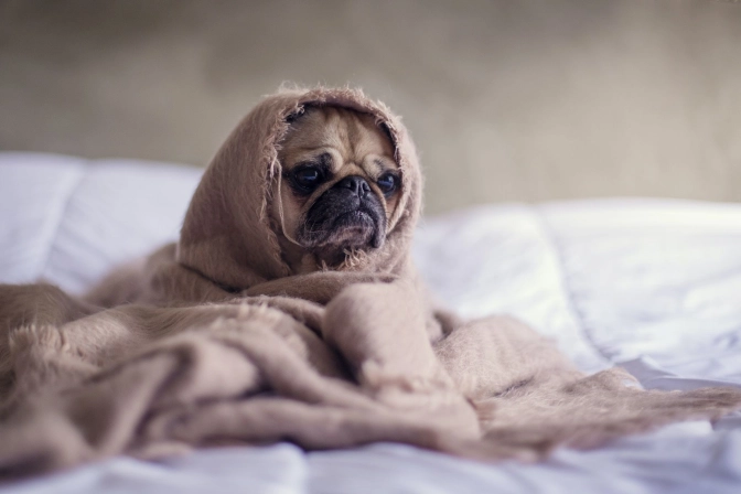 A pug covered with a blanket on a bed&nbsp;